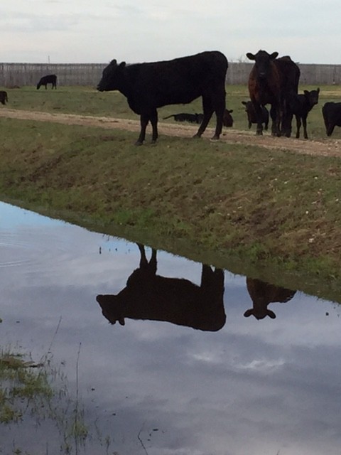 cow reflection medium