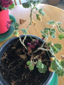 Struggling geranium